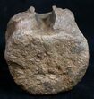 Very Nice Preserved Pachycephalosaurus Vertebrae #9941-3